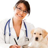 veterinario